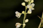 Fringed black bindweed